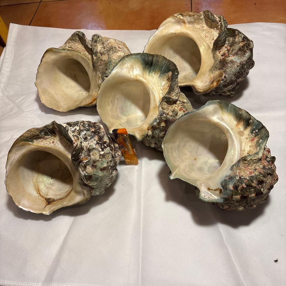 夜光貝5個セット