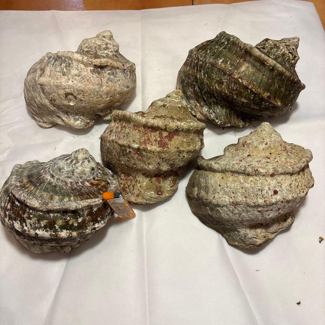 夜光貝5個セット