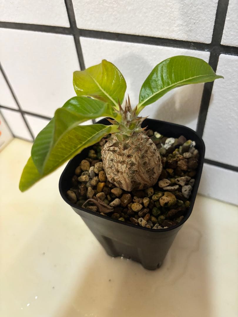 ウィンゾリー　実生株　良型