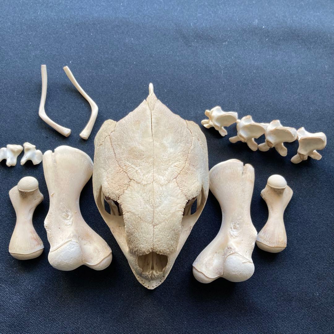 ウミガメの頭骨・頸椎他