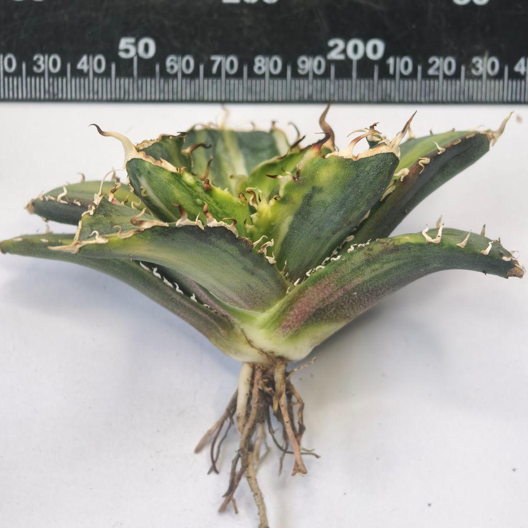 929【上澳園芸】 アガベ チタノタ 白鯨錦（永久斑） 縞斑錦
