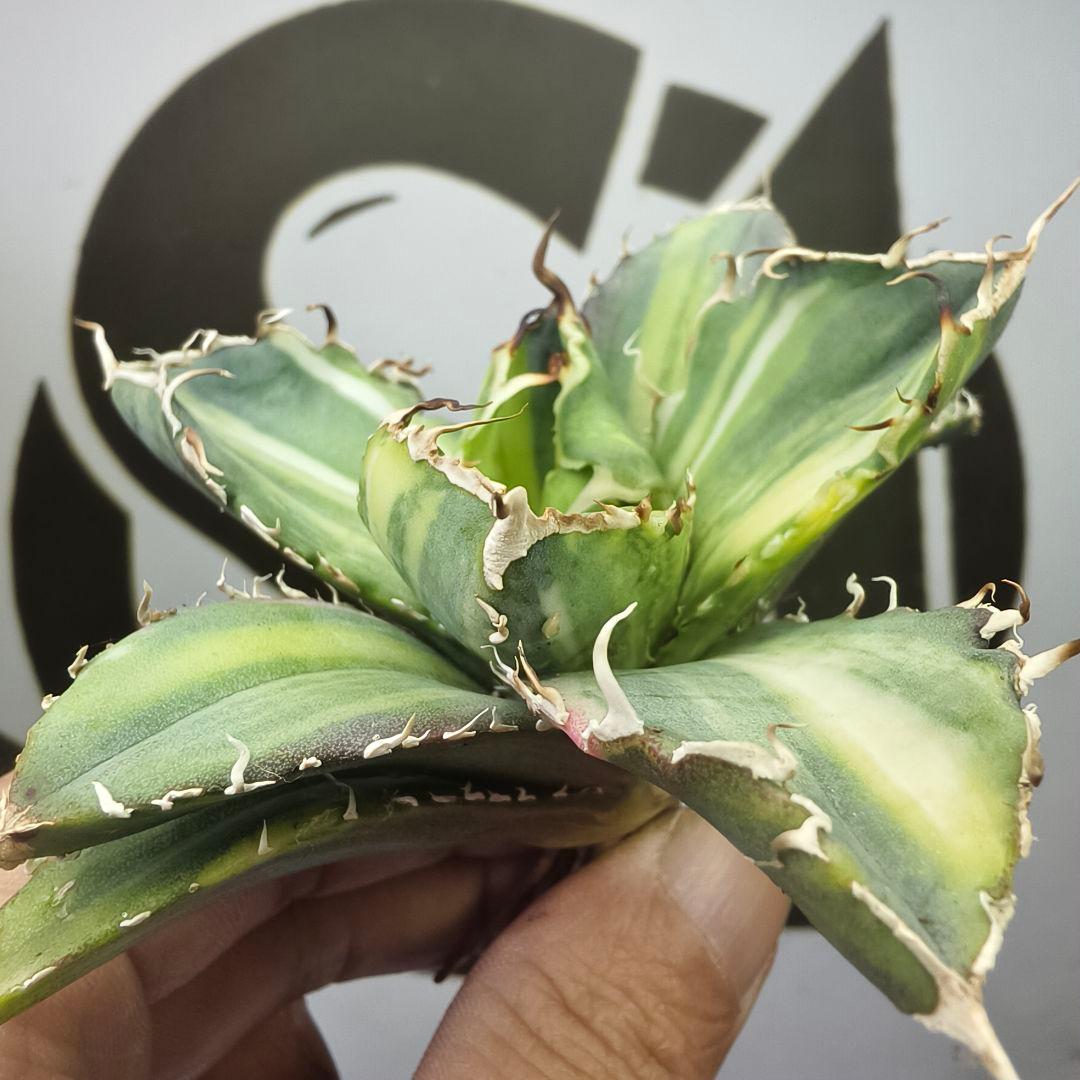 929【上澳園芸】 アガベ チタノタ 白鯨錦（永久斑） 縞斑錦