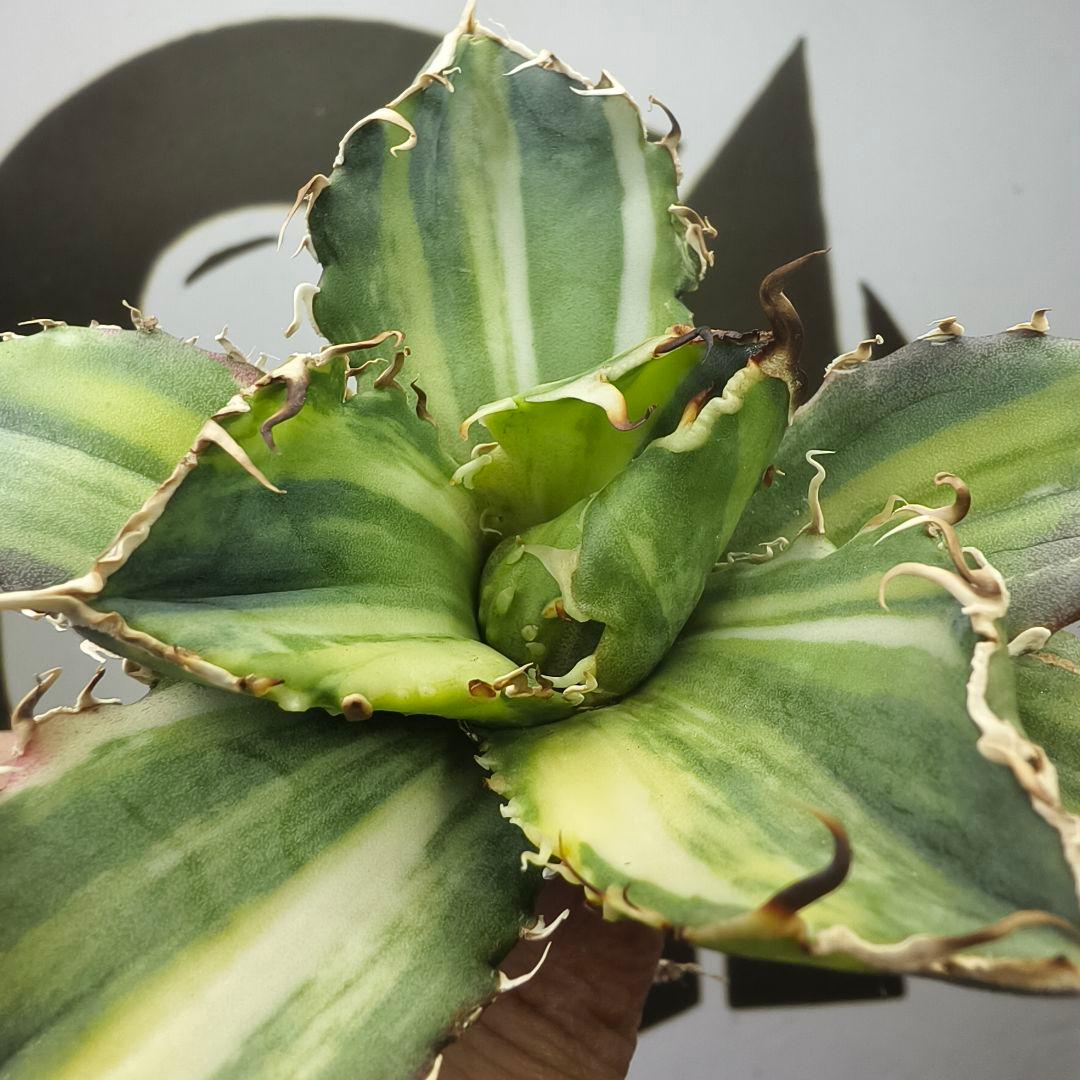 929【上澳園芸】 アガベ チタノタ 白鯨錦（永久斑） 縞斑錦
