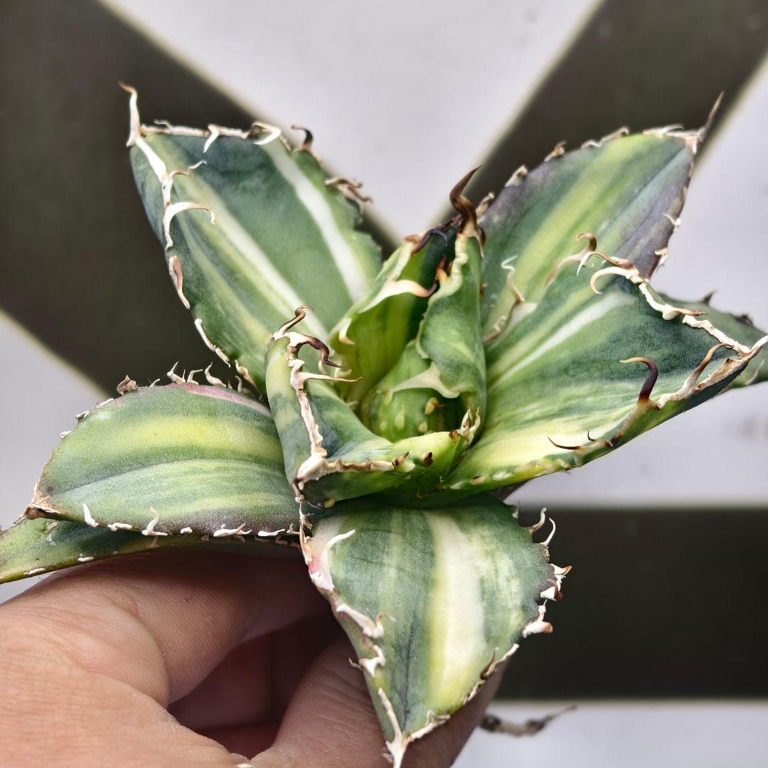 929【上澳園芸】 アガベ チタノタ 白鯨錦（永久斑） 縞斑錦