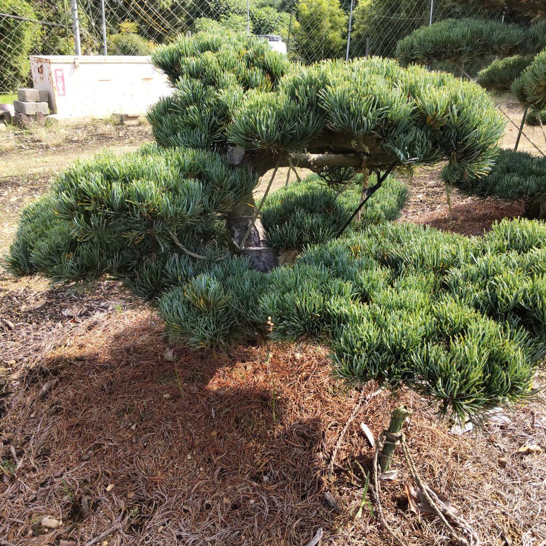 八房 五葉松 鉢植えサイズ ◆ 引き取り限定価格❗️