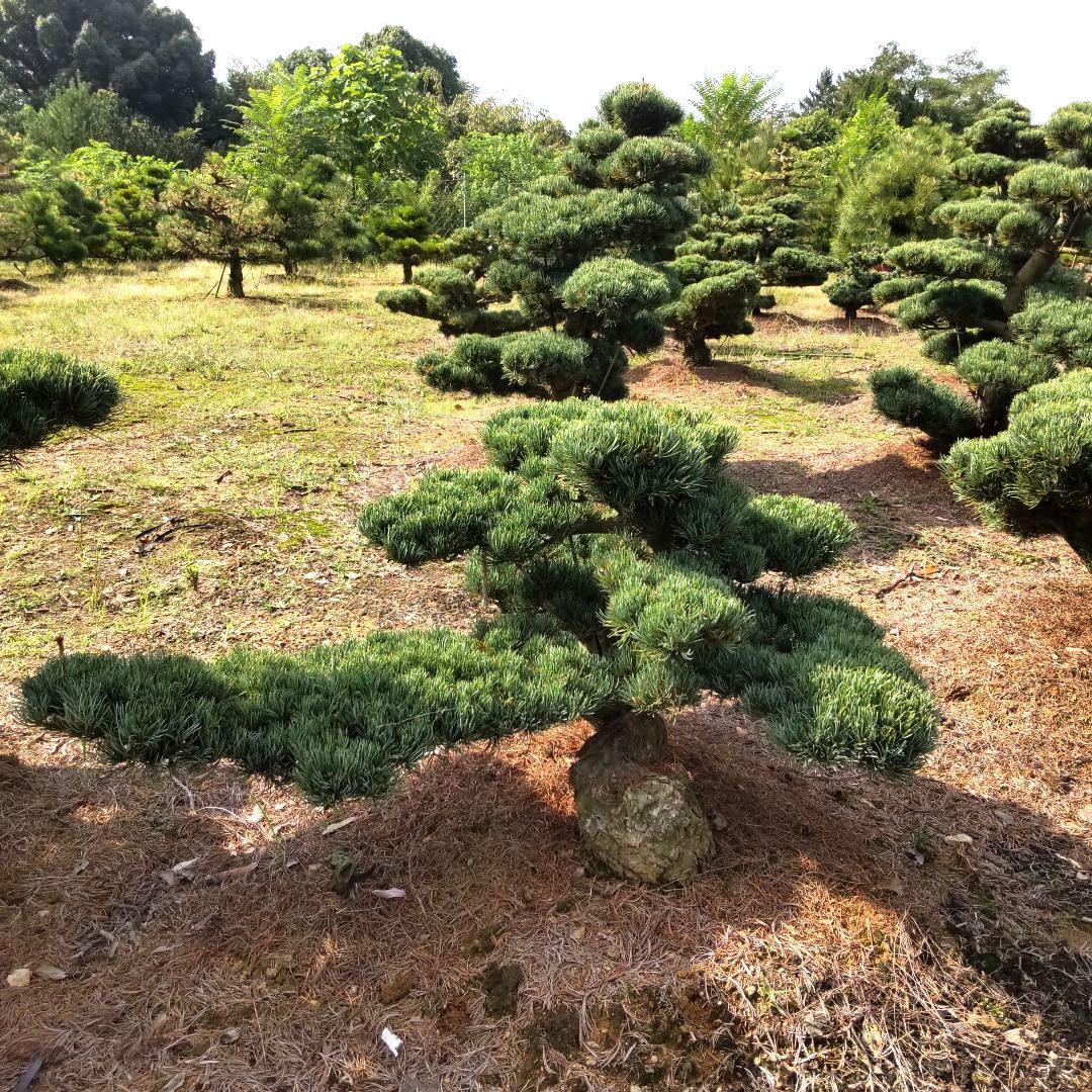八房 五葉松 鉢植えサイズ ◆ 引き取り限定価格❗️
