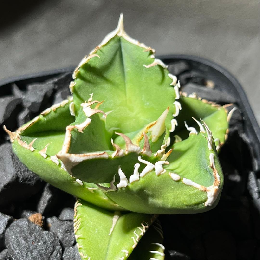 【大白鯊】※おまけ付※アガベ 発根済みプラ鉢込