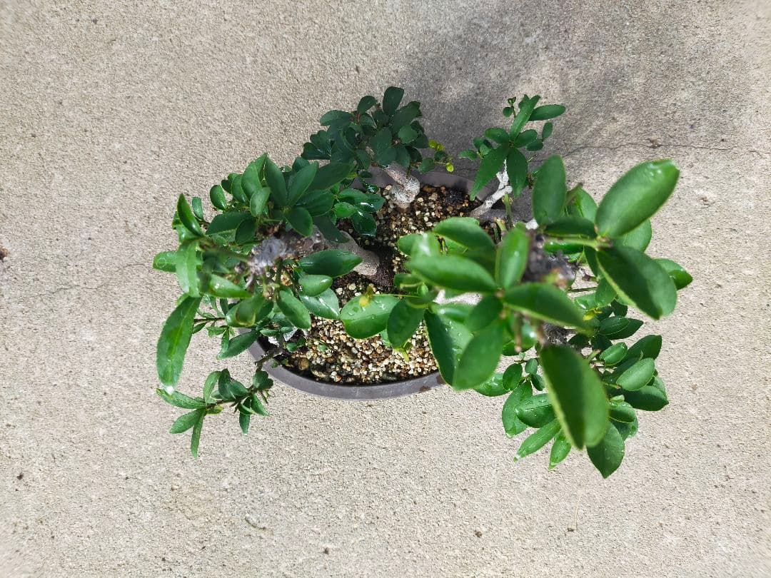 小真弓盆栽。寄せ植え９本。