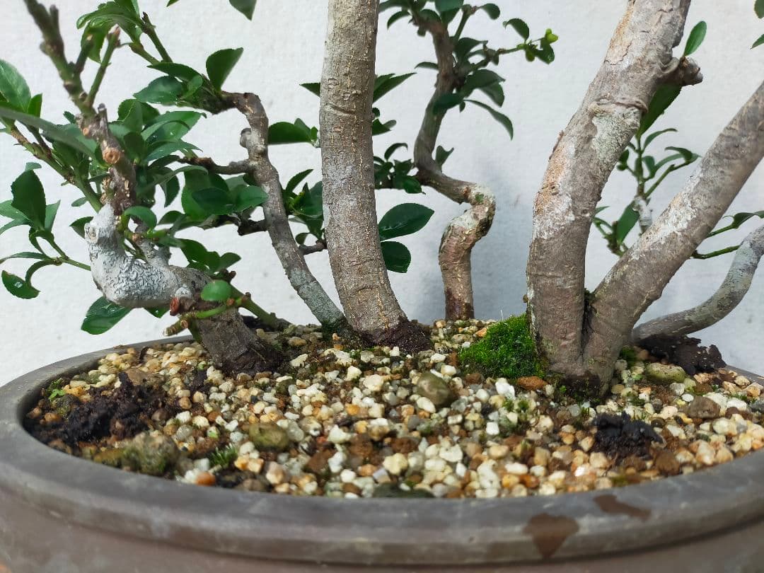 小真弓盆栽。寄せ植え９本。