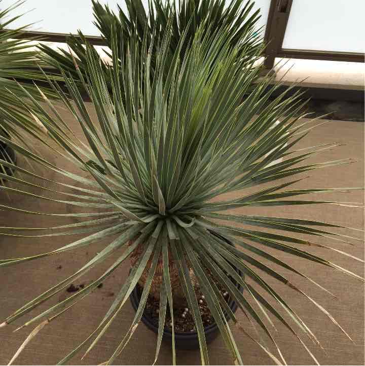 ユッカロストラータ そら植物園