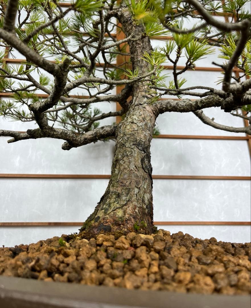 那須五葉松(なすごようまつ) 模様木 盆栽 素材