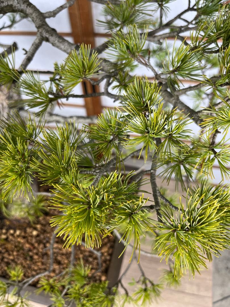 那須五葉松(なすごようまつ) 模様木 盆栽 素材