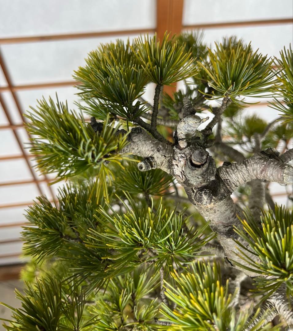 那須五葉松(なすごようまつ) 模様木 盆栽 素材