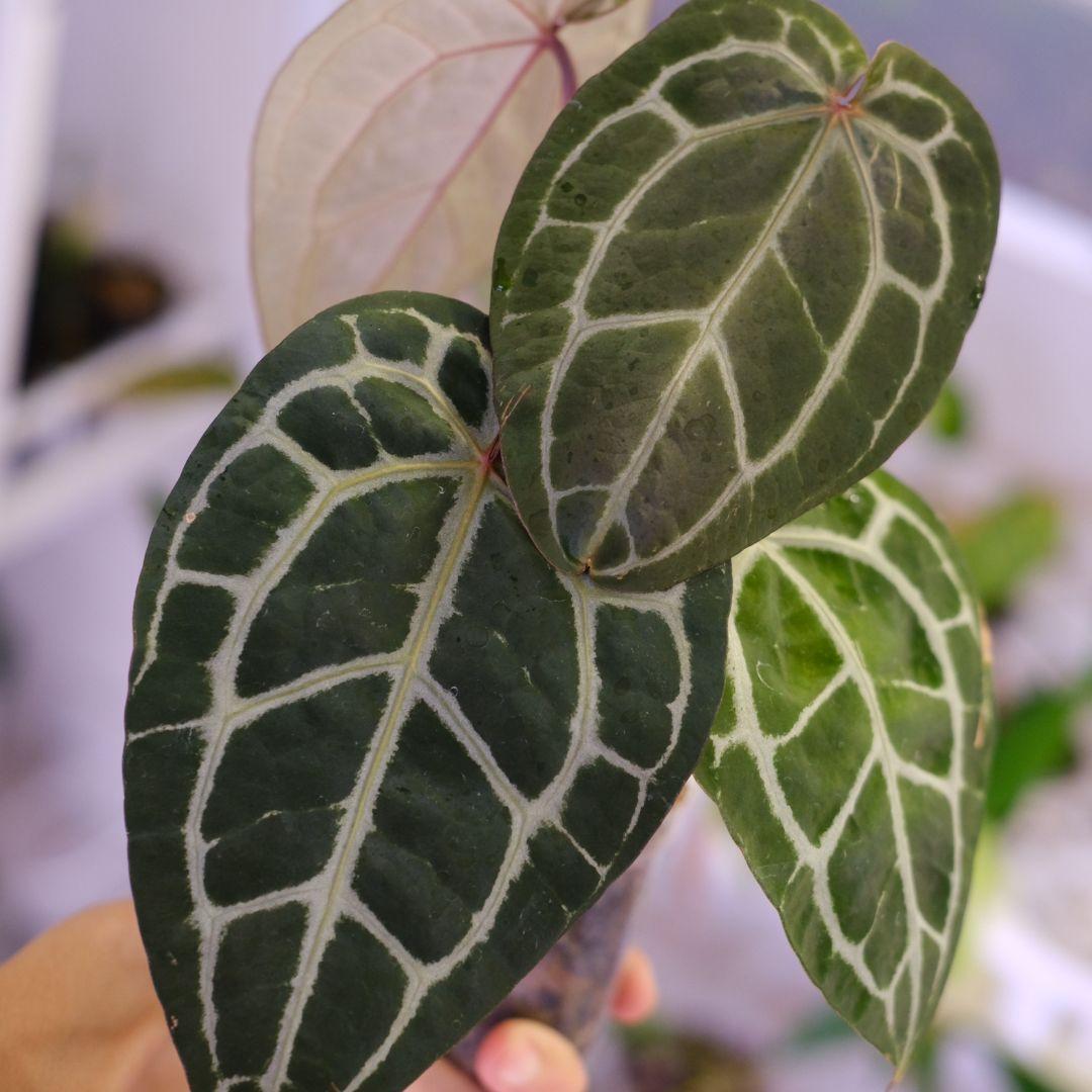 【正規タグ】Anthurium 'Michelle' /アンスリウム・ミシェル⑥