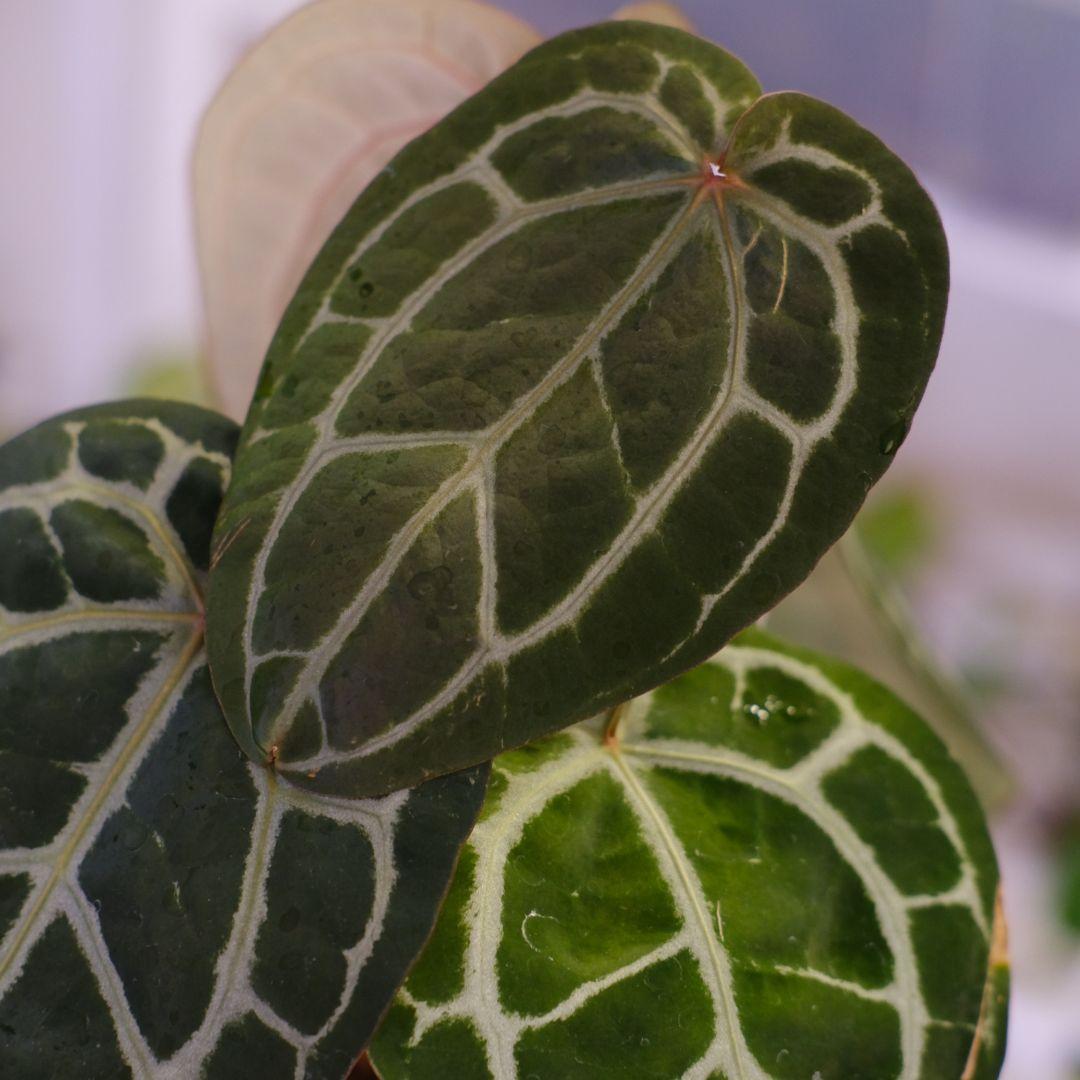 【正規タグ】Anthurium 'Michelle' /アンスリウム・ミシェル⑥