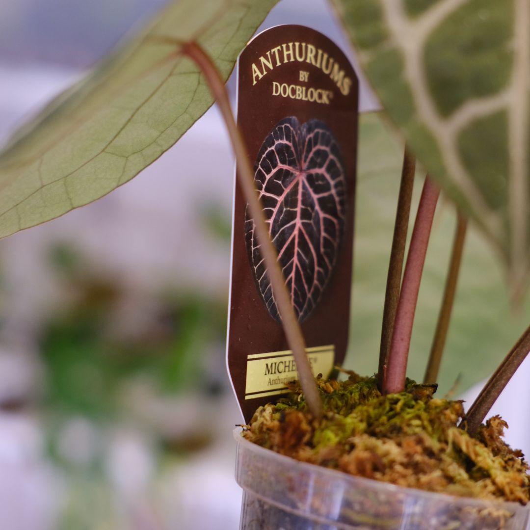 【正規タグ】Anthurium 'Michelle' /アンスリウム・ミシェル⑥