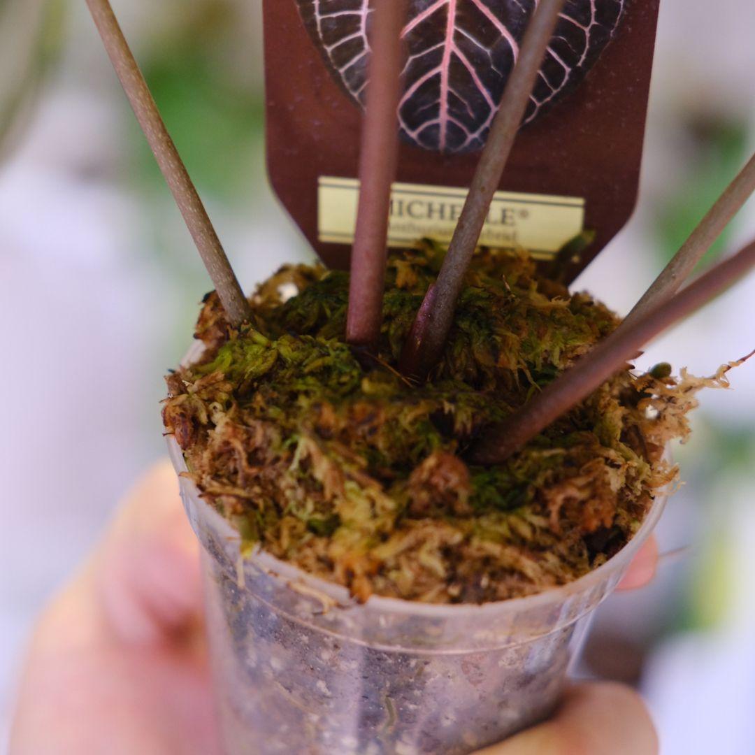 【正規タグ】Anthurium 'Michelle' /アンスリウム・ミシェル⑥