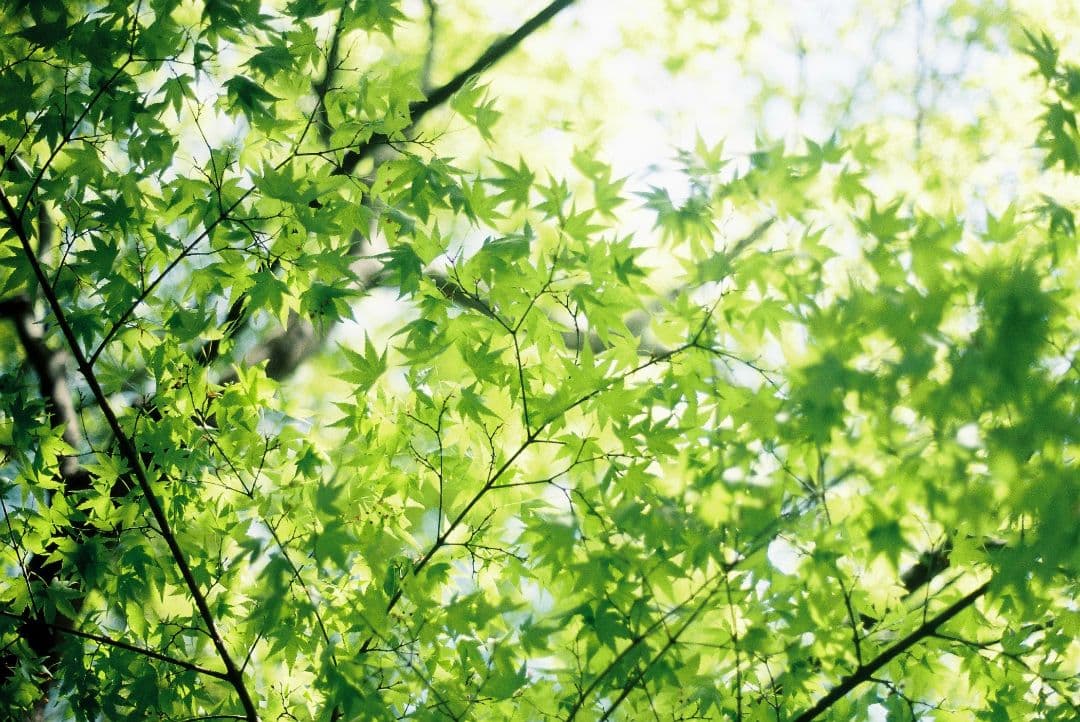 OM-1　フィルムカメラ　OLYMPUS