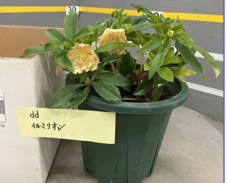 ☆クリスマスローズ☆ダブル　イルミリオン☆7号鉢☆