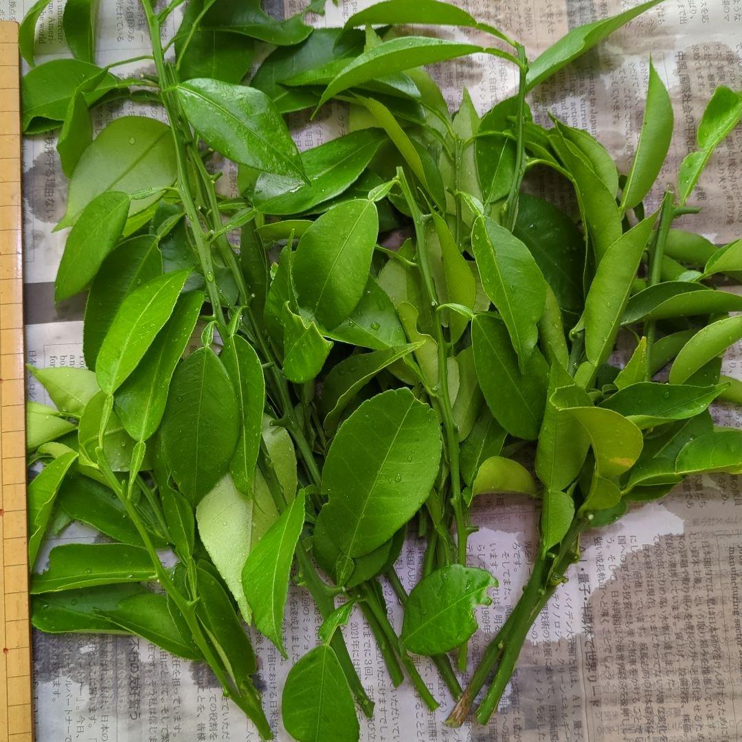 アゲハ　エサ　柚子の葉　無農薬