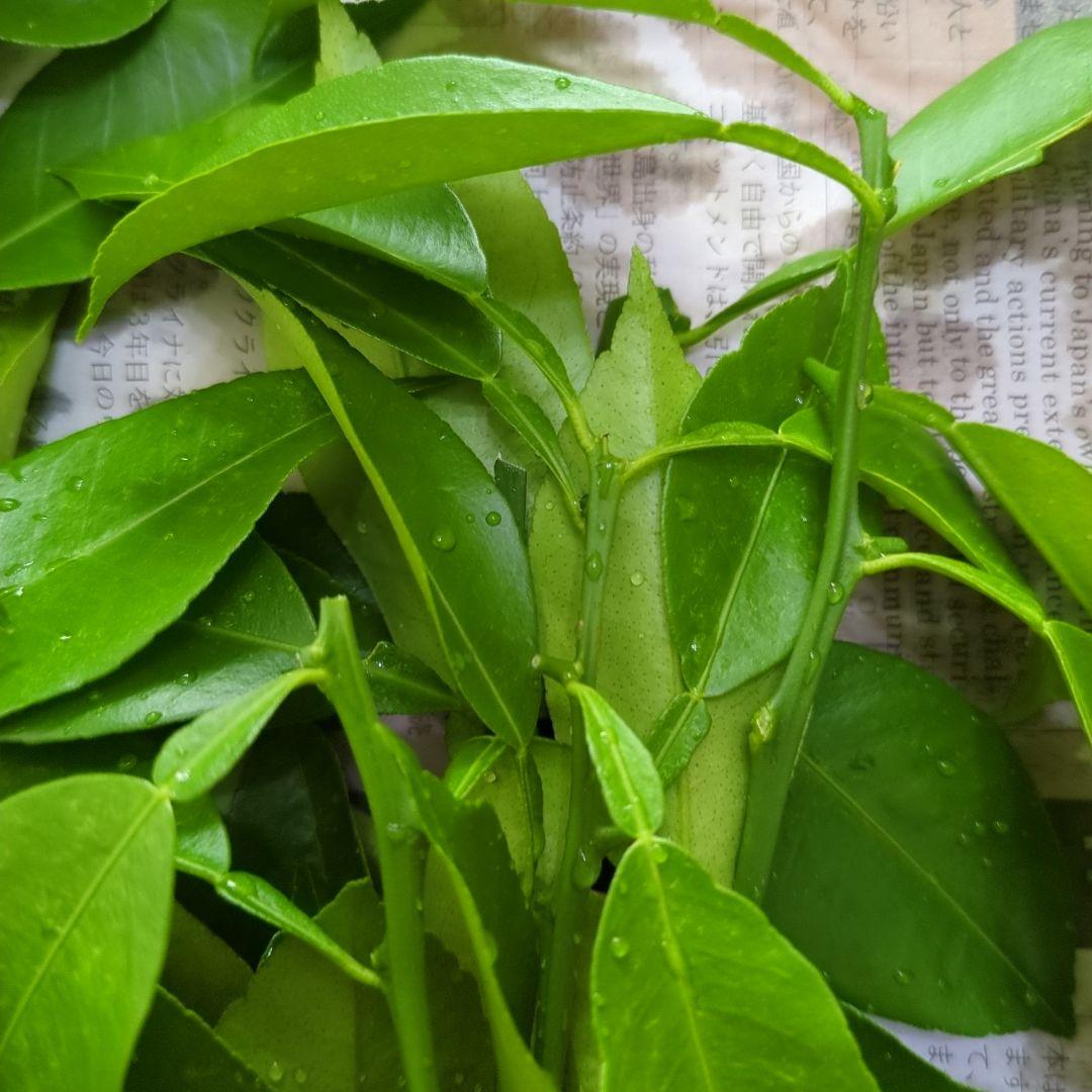 アゲハ　エサ　柚子の葉　無農薬