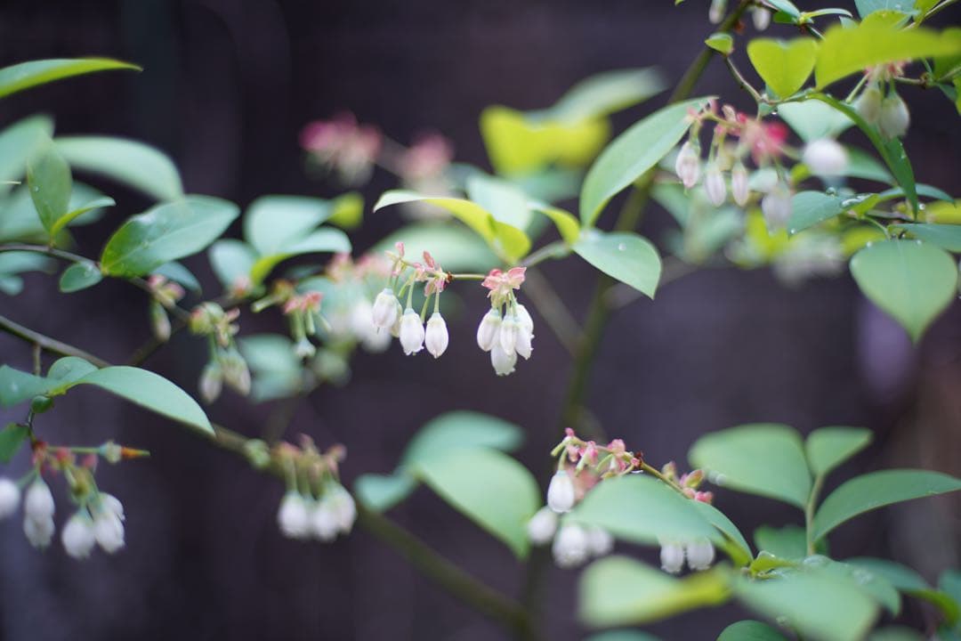 美品 Nikon ai-s NIKKOR 50mm f1.4