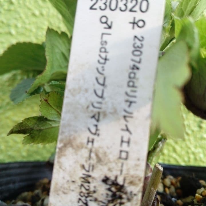 クリスマスローズセミダブル 加藤農園。開花株。登録品種。NO1