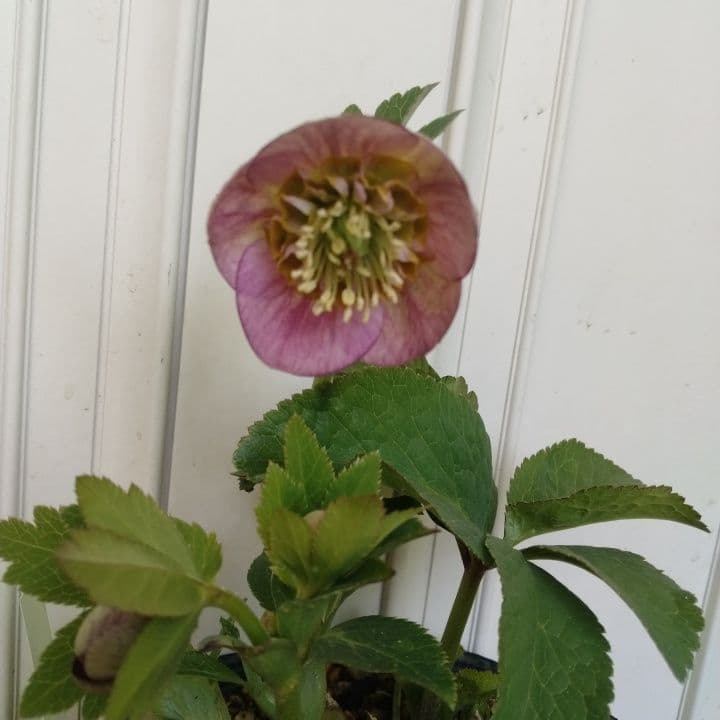 クリスマスローズセミダブル 加藤農園。開花株。登録品種。NO1