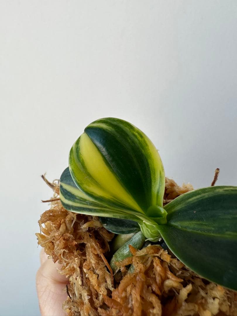 【 名護蘭 】明丸縞　358