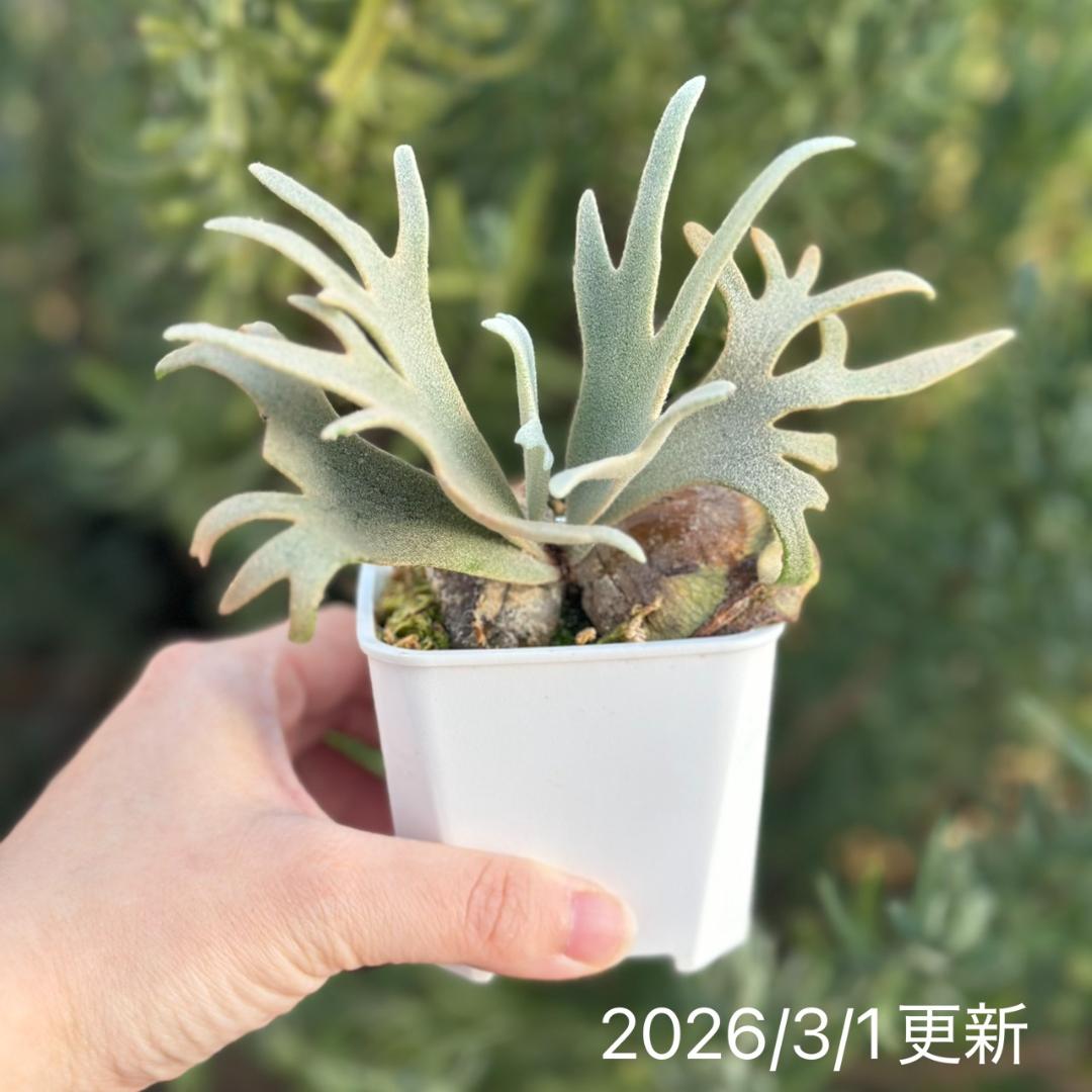 Yellow moon dwarf ’totoro’ sporeling 512