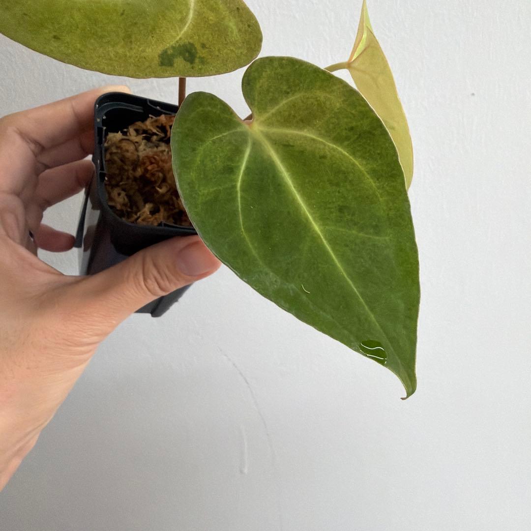 Anthurium ‘Mint King’ アンスリウムミントキング
