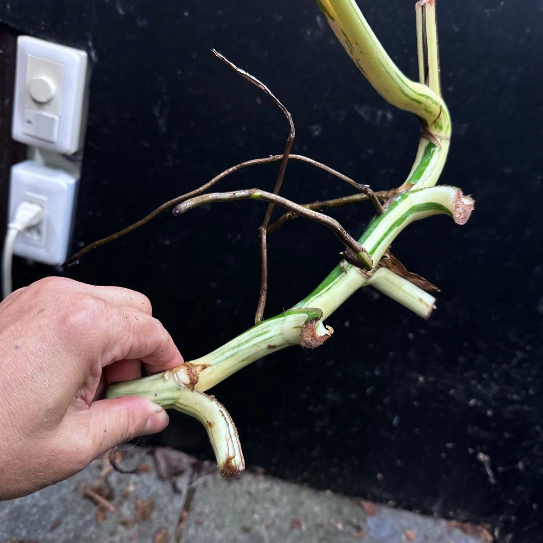 さ**様 斑入りモンステラホワイトタイガー大茎3株おまとめ