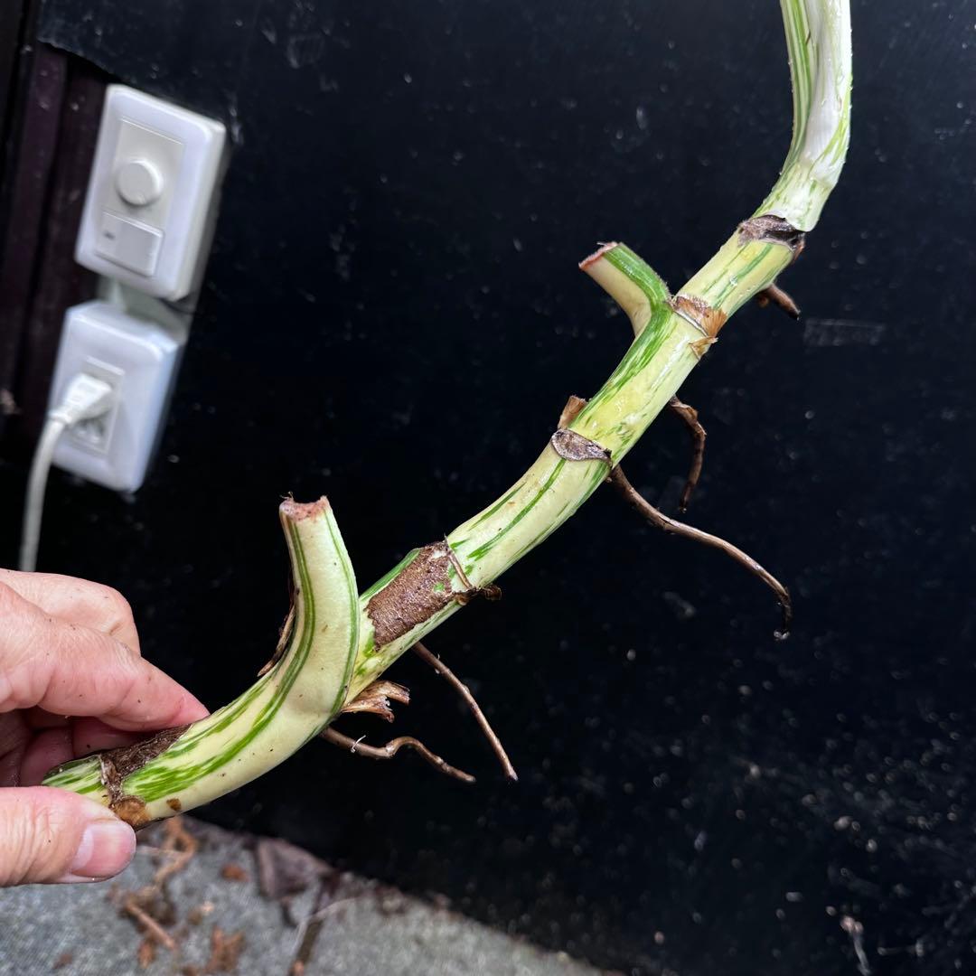 さ**様 斑入りモンステラホワイトタイガー大茎3株おまとめ