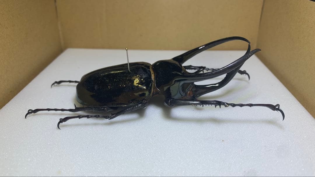 【標本】アトラスオオカブト　ミンダナオ島産WD♂100mm /ミンダナオアトラス