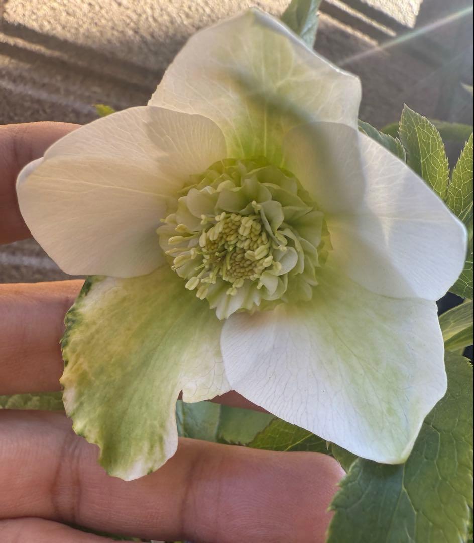 【未株分】若泉ファーム クリスマスローズ セミダブル