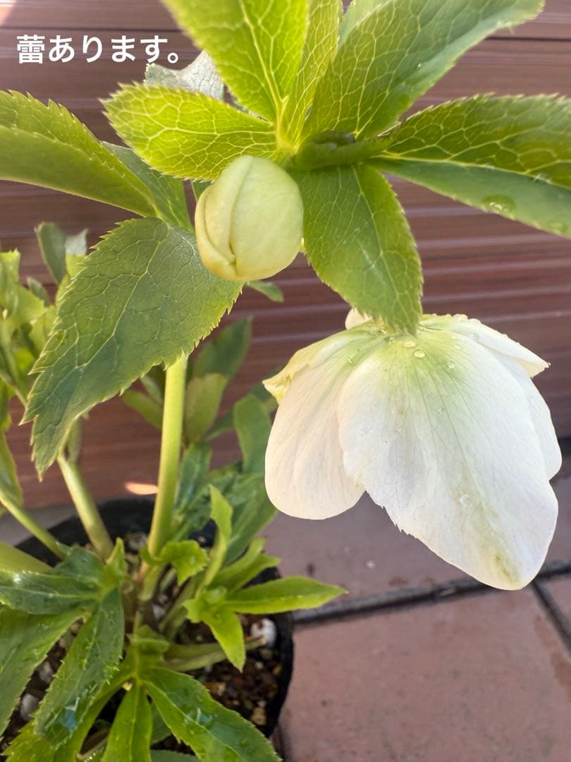 【未株分】若泉ファーム クリスマスローズ セミダブル