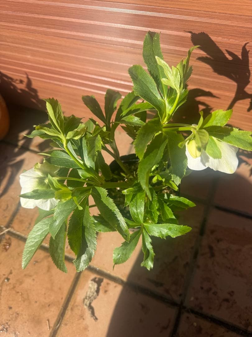 【未株分】若泉ファーム クリスマスローズ セミダブル