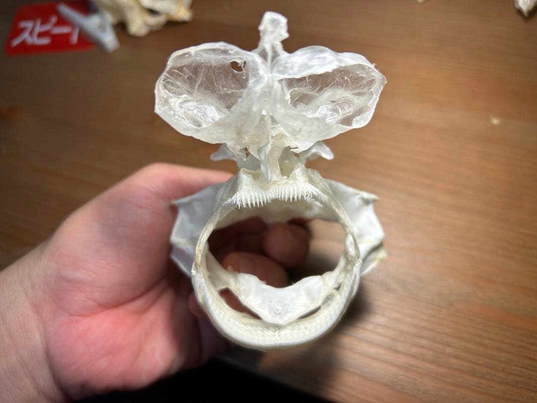 ユメザメの頭骨標本(サメ骨格)
