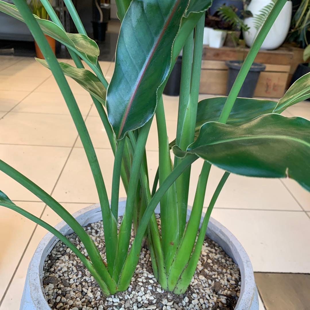 専用　鉢変更（12枚目）ストレリチア レギネ ファイバー鉢 お皿付き