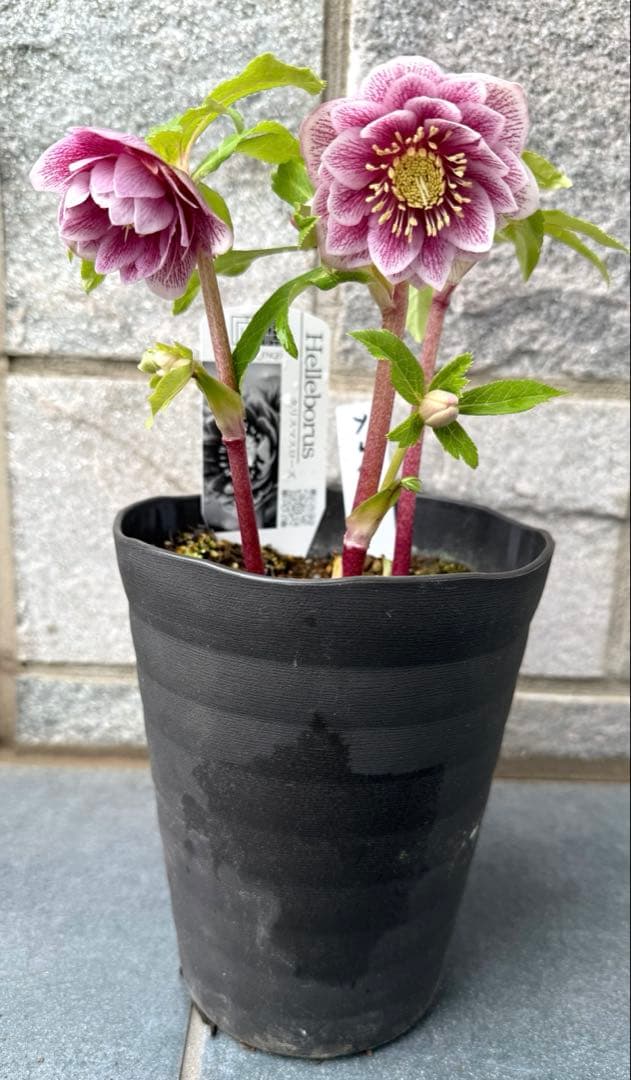 ラ*ち様 クリスマスローズ　広瀬園芸【ソレイユ】開花株