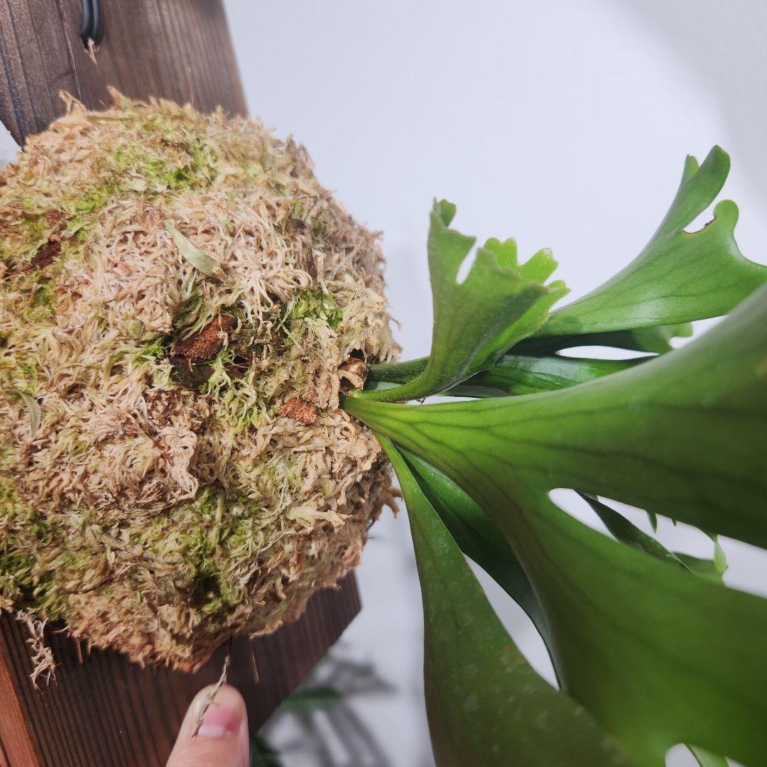 ビカクシダ P.Coronarium'Thin thin' F2