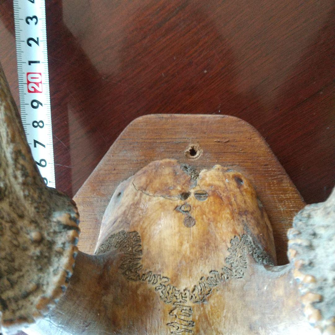 鹿の角 インテリア装飾 約60cm