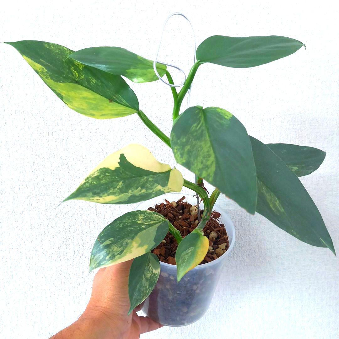 超希少 フィロデンドロン　シルバーソード斑入 (ハスタータム斑入)