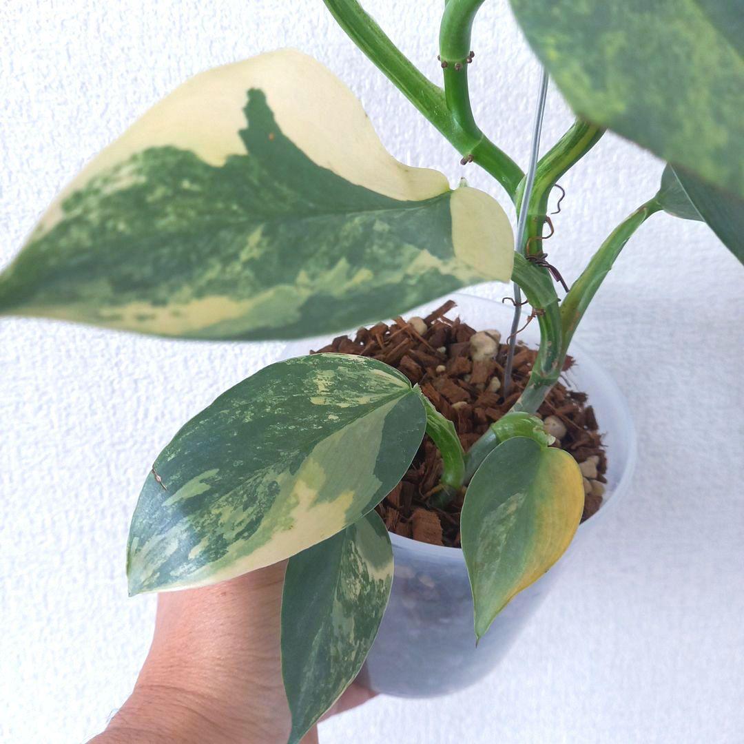 超希少 フィロデンドロン　シルバーソード斑入 (ハスタータム斑入)