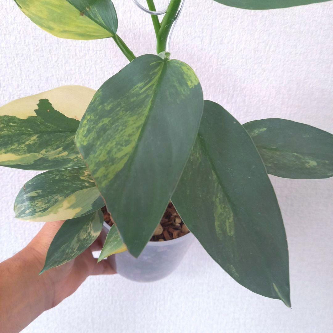 超希少 フィロデンドロン　シルバーソード斑入 (ハスタータム斑入)