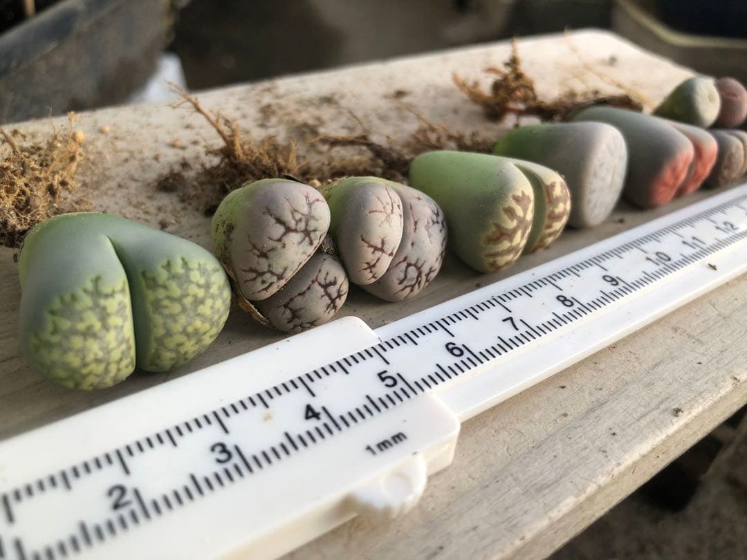 リトープス　抜き苗