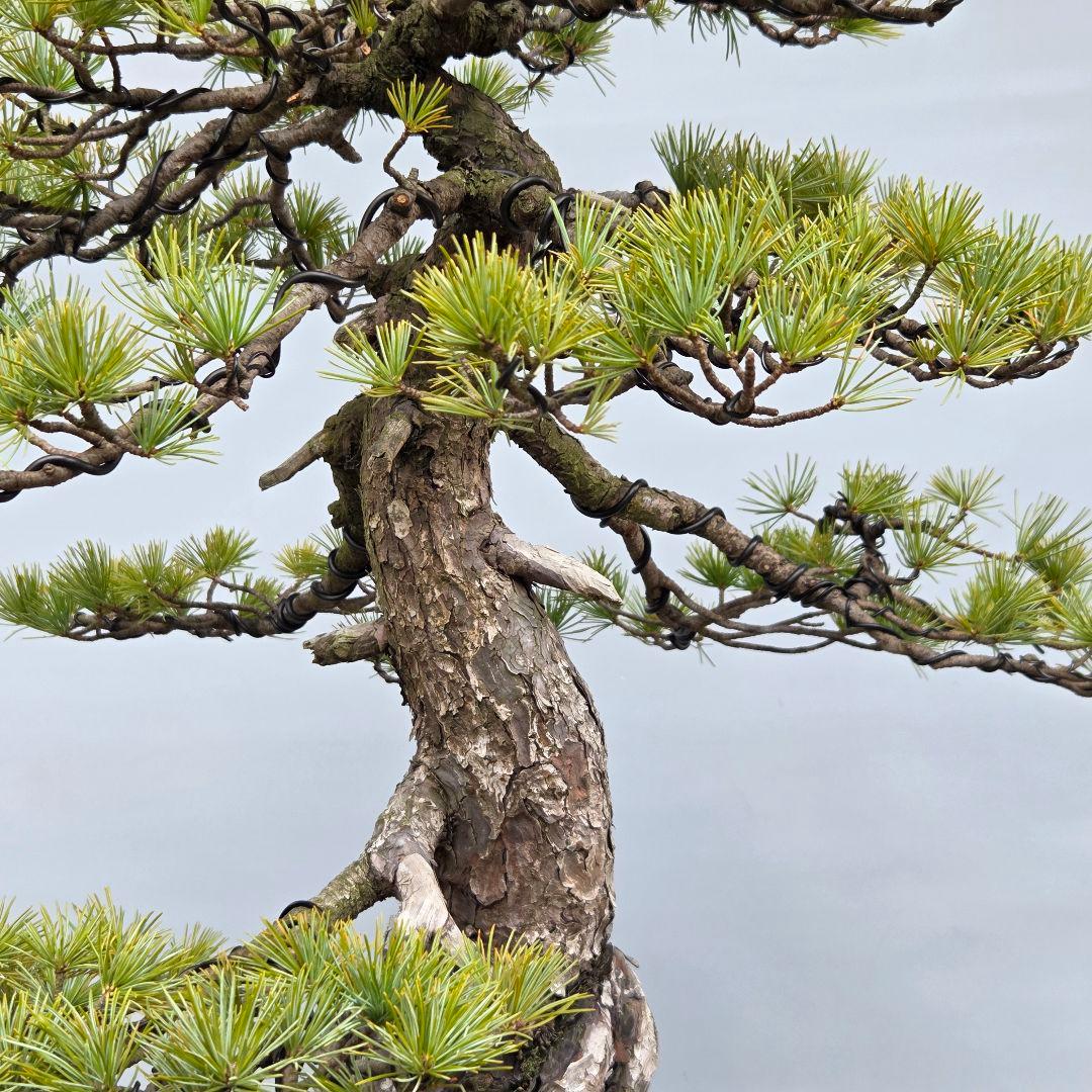 五葉松　[根上がり模様木]　大品盆栽