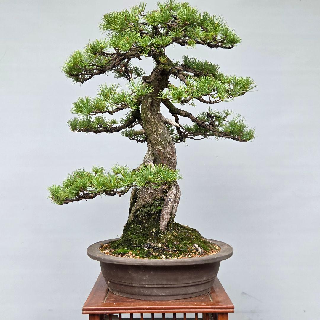 五葉松　[根上がり模様木]　大品盆栽