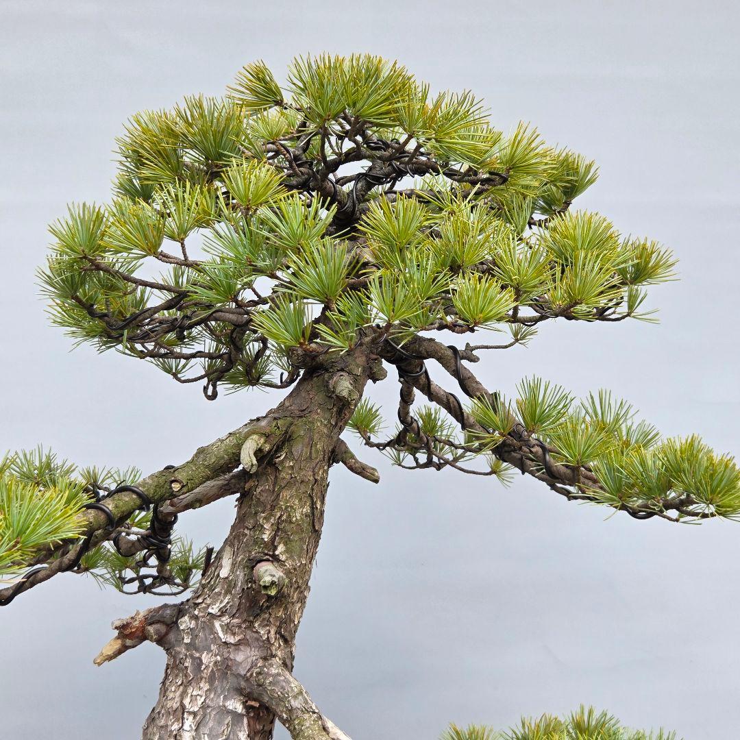 五葉松　[根上がり模様木]　大品盆栽