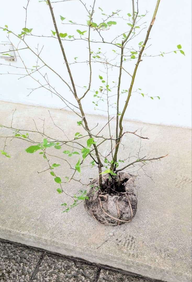 秀。。山採りアオハダ。